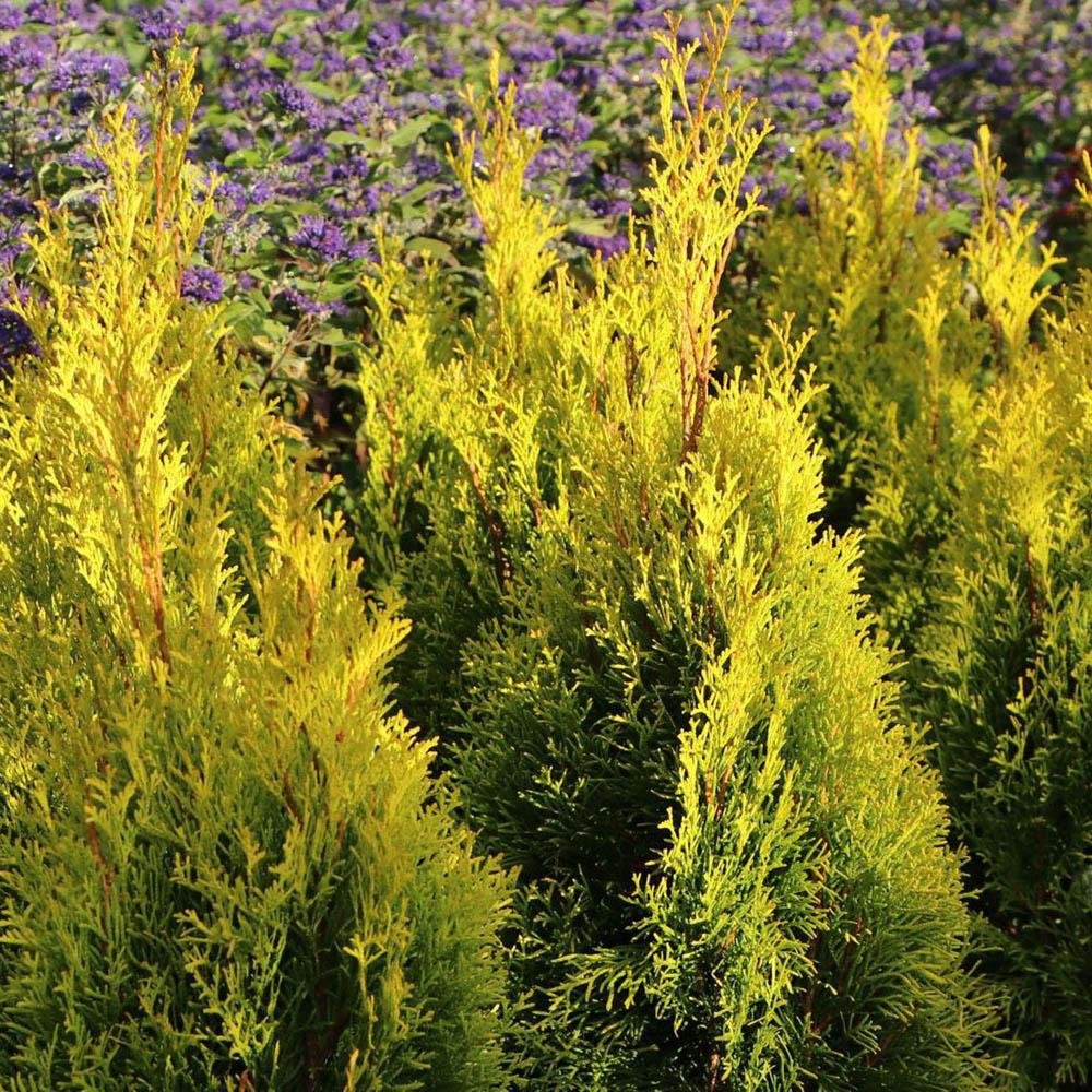 Tuia Occidentalis Smarald D'Or