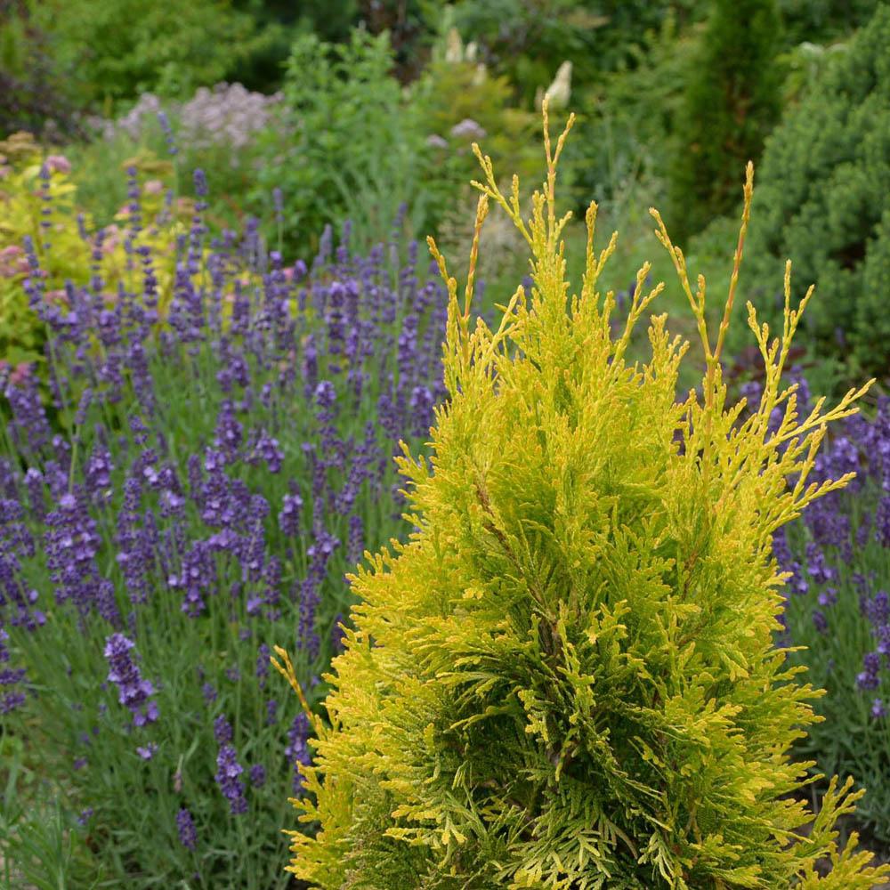 Tuia Occidentalis Smarald D'Or