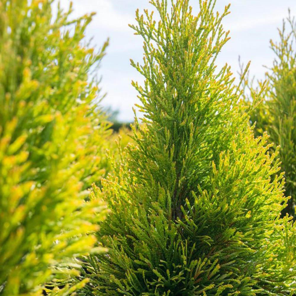 Tuia Occidentalis Smarald D'Or