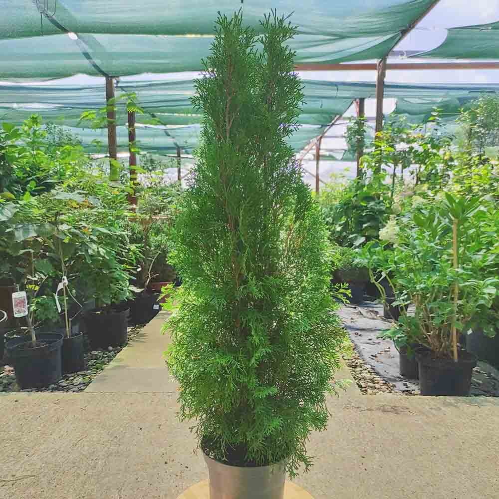 Tuia Occidentalis Smarald, gard viu vesnic verde